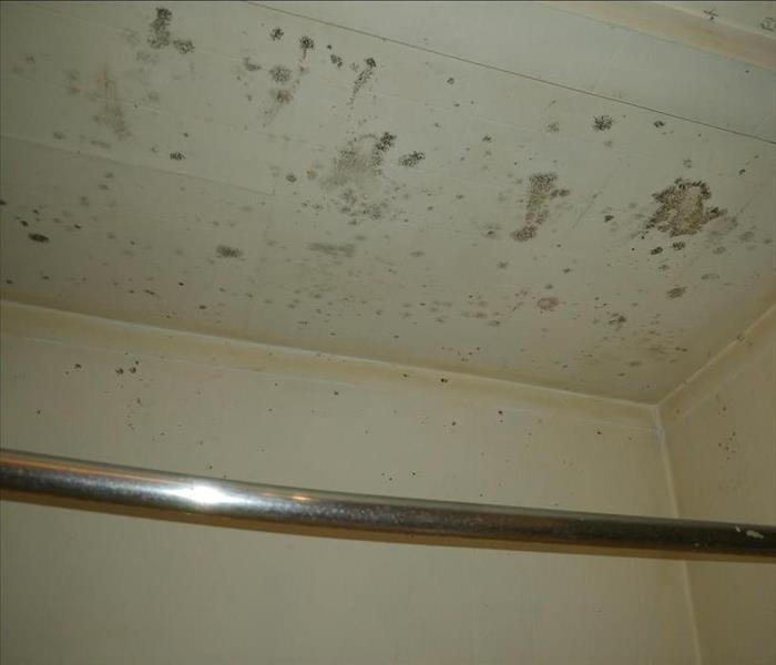 Picture of black mould on shower ceiling in bathroom